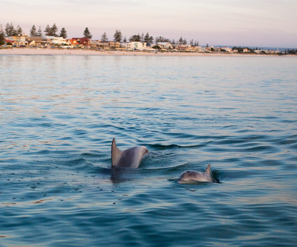 Two dolphins swim in calm ocean water near a coastal town with buildings and trees visible in the background.