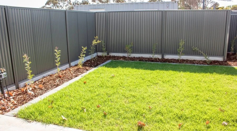 A small backyard with green grass, a row of young plants along the fence, and a paved walkway.