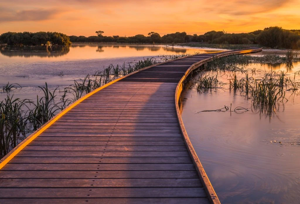 A wooden boardwalk meanders through a wetland at sunset.