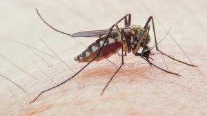 A mosquito is sitting on a person's arm.