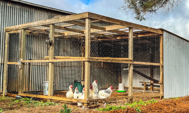 A chicken coop with chickens in it.