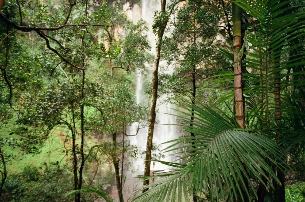 A tall waterfall cascades down among lush, dense green foliage in a tropical forest.