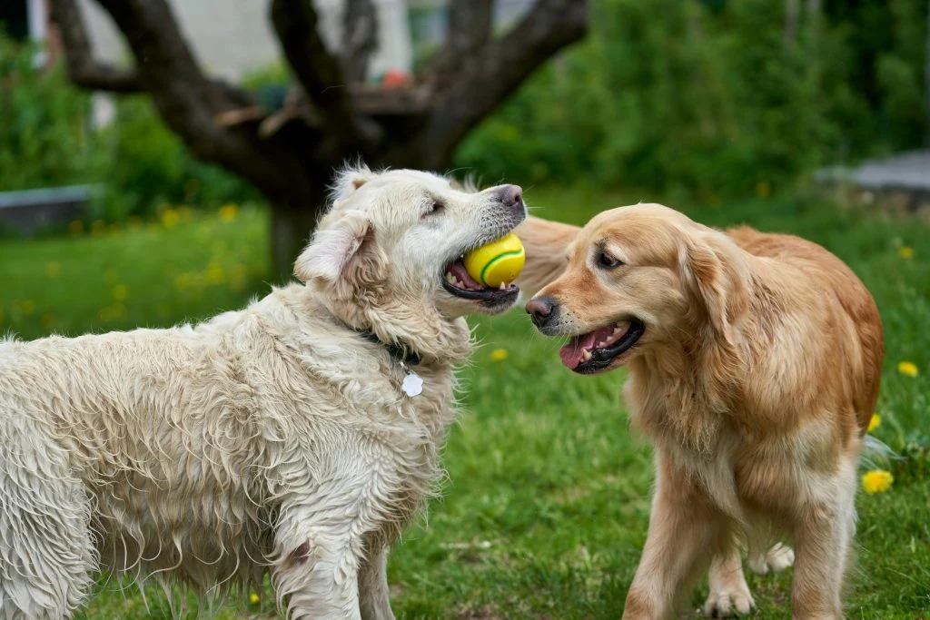 Two wet golden retrievers play with a yellow ball in a grassy yard, with one dog holding the ball in its mouth while the other looks on.