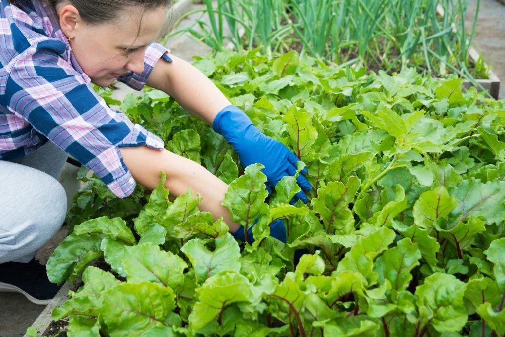 A person wearing blue gloves tends to leafy green plants in a garden bed while dressed in a checkered shirt.