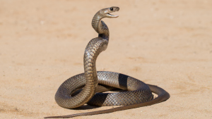 An Eastern Brown Snake with its mouth open on the sand.
