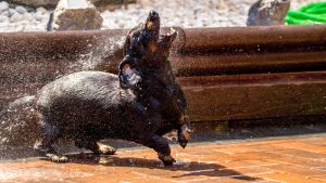 A black dachshund splashing water on the ground.