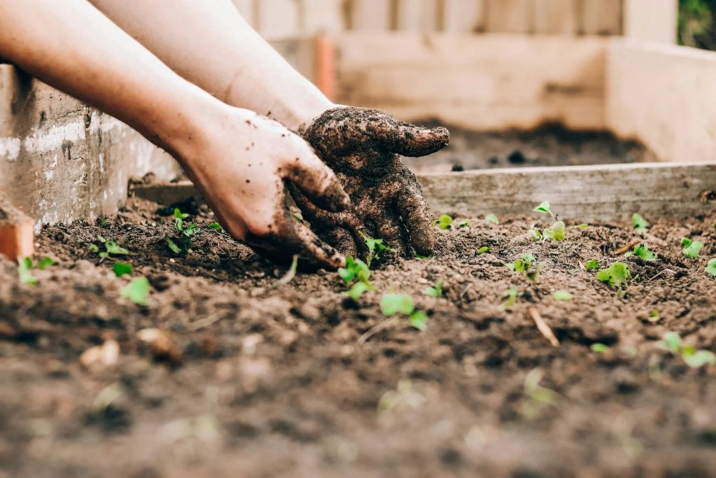 Hands covered in soil tending to small green seedlings in a garden bed.