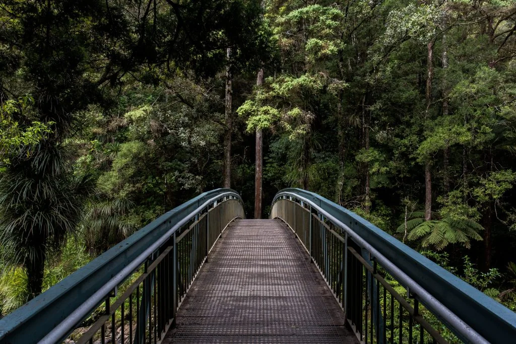 A bridge in the middle of a forest.