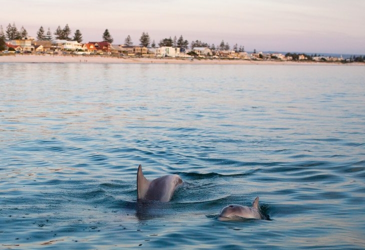 Two dolphins swim in calm ocean water near a coastal town with buildings and trees visible in the background.