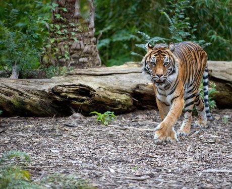 Tiger walking on a forest floor near a fallen log, surrounded by lush green foliage.