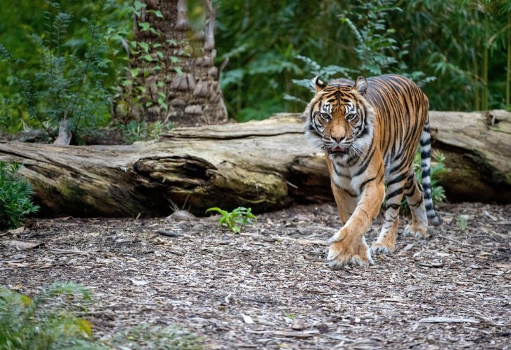 Tiger walking on a forest floor near a fallen log, surrounded by lush green foliage.