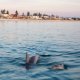 Two dolphins swim in calm ocean water near a coastal town with buildings and trees visible in the background.