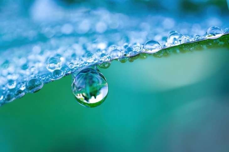 A drop of water hanging from a blue coloured leaf. The background is a blurred green